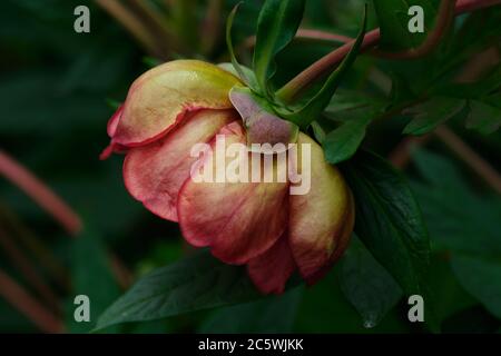 Paeonia delavayi. Poney Yunnan. Pivoine d'arbre de Delavay. Banque D'Images