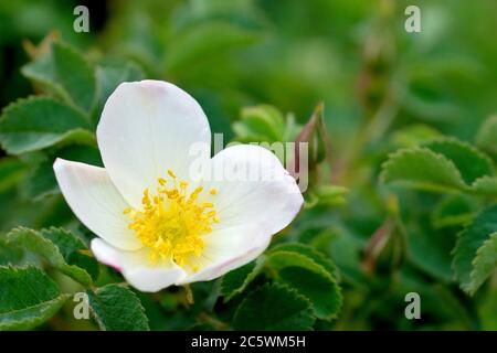 Rose sauvage, probablement Rose de chien (rosa canina), gros plan d'une fleur simple avec des bourgeons, isolée du fond par une faible profondeur de champ. Banque D'Images