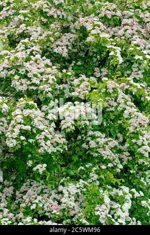 Hawthorn (crataegus monogyna), également connu sous le nom de May Tree ou Whitethorn, une photo d'un arbre couvert de fleurs au printemps. Banque D'Images