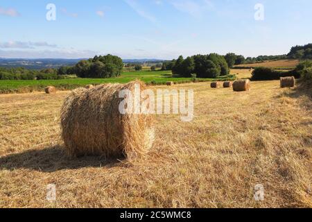 Paysage rural avec des boules de foin sur le champ de mouwn Banque D'Images