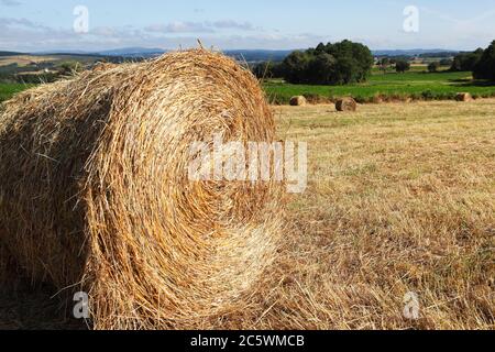 Paysage rural avec des boules de foin sur le champ de mouwn Banque D'Images