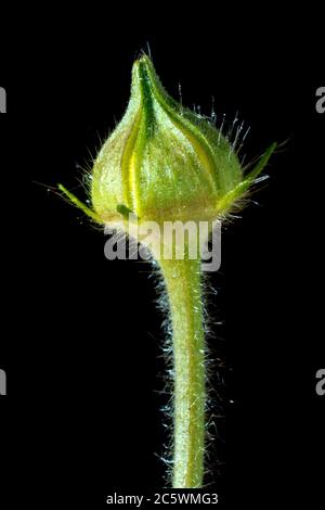 Fours à bois (geum urbanum), gros plan de la vie d'un seul bourgeon non ouvert, isolé sur fond noir. Banque D'Images