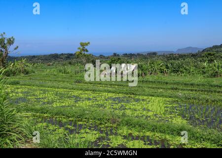 Rice Fields avec Hut. Cabane traditionnelle de fermier dans le riz. Une cabane pour les agriculteurs à abriter au milieu du riz luxuriant et vert Banque D'Images