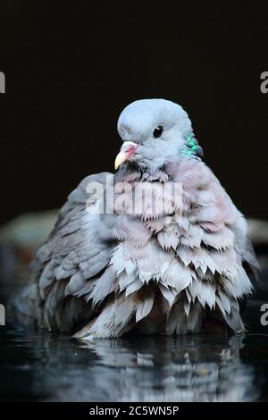 Portrait de la colombe (Columba oenas), oiseau assis dans l'eau tout en se lavant / se baignant un jour chaud. Arrière-plan sombre et sous-exposé. Derbyshire, Royaume-Uni 2020 Banque D'Images