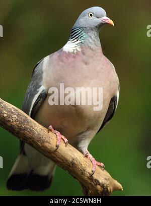 Pigeon de bois commun (Palumbus de Columba) perché sur la branche Derbyshire, Royaume-Uni 2020 Banque D'Images