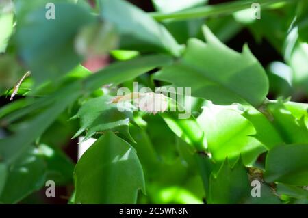 Plante de la maison schlumbergera. Plante verte succulente. Macrophotographie botanique pour l'illustration de schlumbergera. Banque D'Images