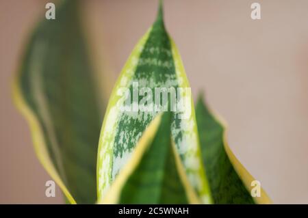 Gros plan sur les feuilles magnifiquement décorées d'une plante de serpent sansevieria trifasciata var. Laurentii . Macrophotographie botanique pour illustration de Banque D'Images