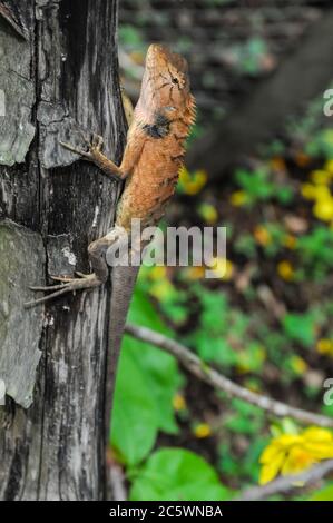 Grand Lizard orange typique sur le bois au Vietnam Banque D'Images