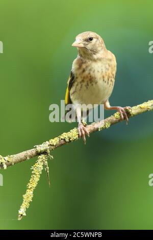 Jeune européen Goldfinch (Carduelis carduelis) perché sur la branche. Printemps 2020, Derbyshire, Royaume-Uni Banque D'Images