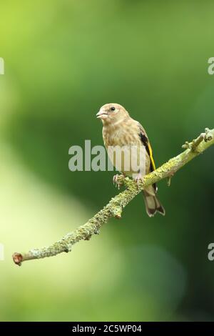 Jeune européen Goldfinch (Carduelis carduelis) perché sur la branche. Printemps 2020, Derbyshire, Royaume-Uni Banque D'Images