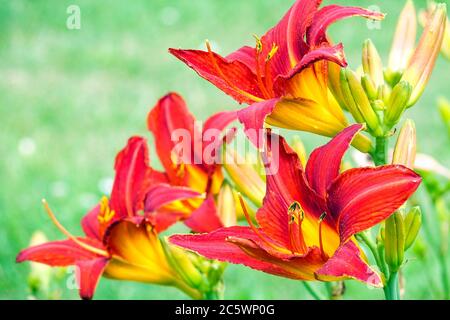 Hémerocallis ANZAC rouge Banque D'Images