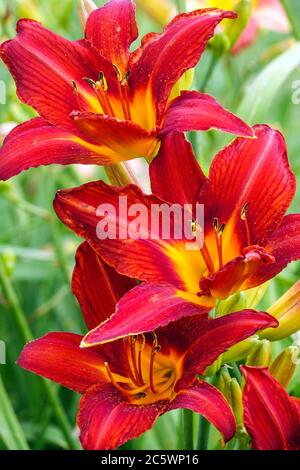 Rouge Hemerocallis ANZAC fleurs vivaces rustiques juillet fleurs daylis Banque D'Images