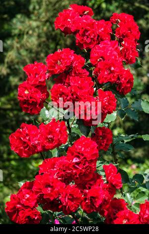 Arbuste rouge roses jardin Kordes Rosa 'Roter Korsar' Banque D'Images