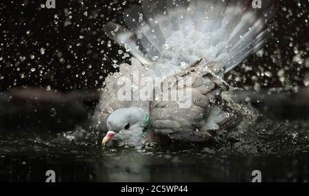 Stock Dove (Columba oenas), lavage / baignade pour adultes dans la piscine, éclaboussures de gouttelettes d'eau. Arrière-plan sombre et sous-exposé. Derbyshire, Royaume-Uni 2020 Banque D'Images