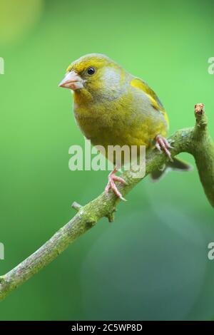 Groenfinch européen (Chloris Chloris), homme adulte perché. Derbyshire, Royaume-Uni 2020 Banque D'Images