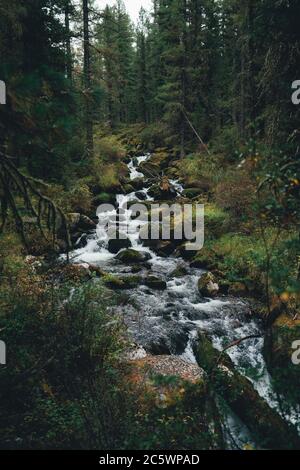 Photo verticale d'un beau ruisseau rapide dans une forêt profonde avec des pierres de mousse au centre; un paysage avec un ruisseau dans un bois entouré de fermes Banque D'Images