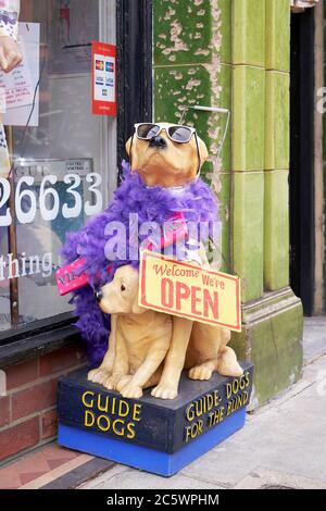Chiens guides pour la boîte de collection de charité aveugle vêtus de lunettes de soleil et de plumes de boa Banque D'Images
