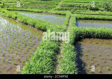 le riz jeune pousse dans le paddy. Champ de riz Banque D'Images