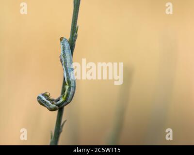 Caterpillar dans son environnement naturel. Banque D'Images