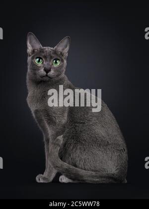 Chat Korat pour jeunes adultes élégant, assis sur le côté. Regarder vers l'appareil photo avec les yeux verts. Isolé sur fond noir. Banque D'Images
