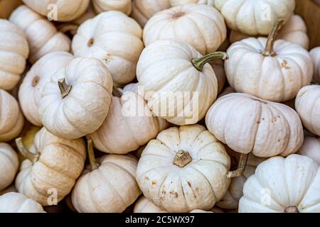 Une photographie plein cadre de citrouilles blanches à vendre sur un marché agricole Banque D'Images