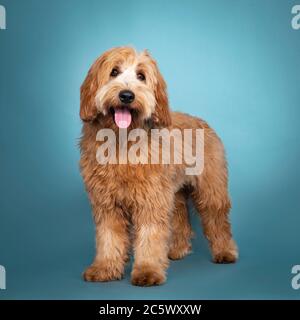 Adorable rouge junior / abricot Cobberdog / Labradoodle, debout face à l'avant. En regardant vers l'appareil photo. Bouche ouverte, langue sortie. Isolé sur bleu / turqu Banque D'Images