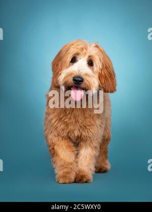 Adorable rouge junior / abricot Cobberdog / Labradoodle, valant vers la lentille. En regardant vers l'appareil photo. Bouche ouverte, langue sortie. Isolé sur bleu / turqu Banque D'Images