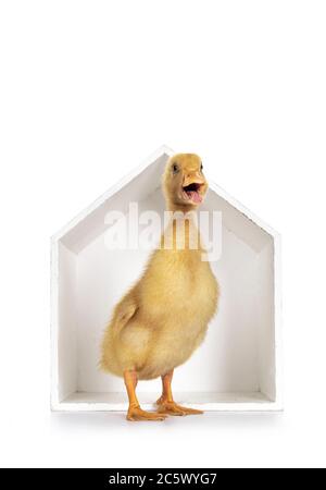 Poussin de canard de Pékin vieux de dix jours, debout face à l'avant devant une boîte en bois blanc en forme de maison. Bec légèrement ouvert. Isolé sur fond blanc. Banque D'Images