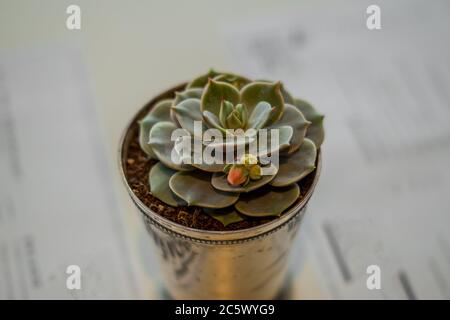 plante succulente dans un pot métallique sur une table blanche Banque D'Images