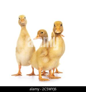 Groupe de poussins de canard de Pékin vieux de dix jours, debout face à l'avant. En regardant vers l'appareil photo. Isolé sur fond blanc. Banque D'Images