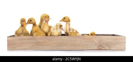 Groupe de poussins de canard de Pékin vieux de dix jours, debout / pose dans une boîte en bois. Isolé sur fond blanc. Banque D'Images