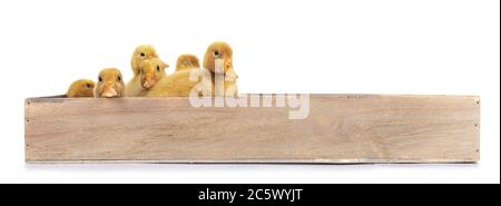 Groupe de poussins de canard de Pékin vieux de dix jours, debout / pose dans une boîte en bois. Isolé sur fond blanc. Banque D'Images