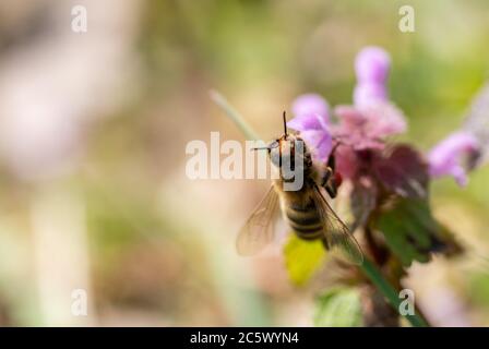 abeille en soie collectant le nectar d'une fleur pourpre sur un pré à taunus, hesse, allemagne Banque D'Images