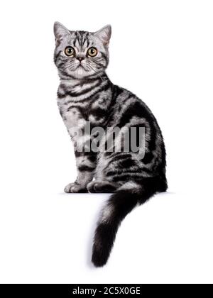 Doux tabby argent Britannique Shorthair chat kitten, assis uside voies. Regarder vers un appareil photo avec de grands yeux. Isolé sur fond blanc. Banque D'Images