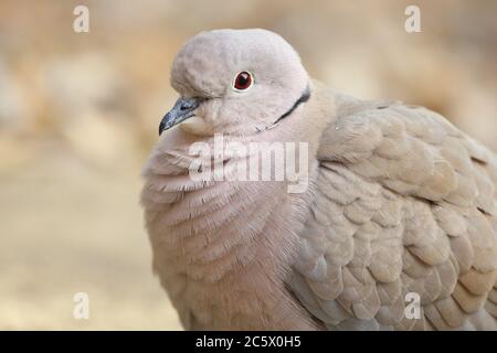 Dove à col eurasien (Streptopelia decaocto), gros plan de la tête et du plumage du cou. Derbyshire, Royaume-Uni 2020 Banque D'Images