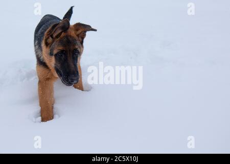 Berger allemand marchant dans la neige blanche profonde en hiver Banque D'Images