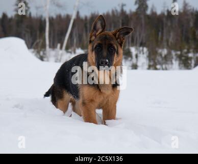 Berger allemand debout dans la neige blanche en hiver étant attentif Banque D'Images