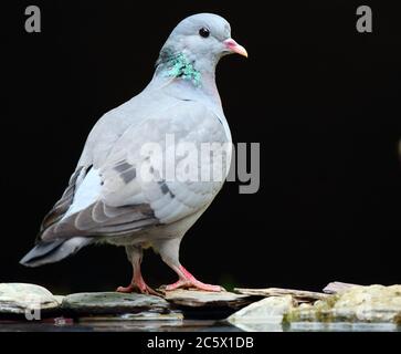 Portrait de la colombe (Columba oenas), oiseau par l'eau, avec un fond sombre sous-exposé. Derbyshire, Royaume-Uni 2020 Banque D'Images