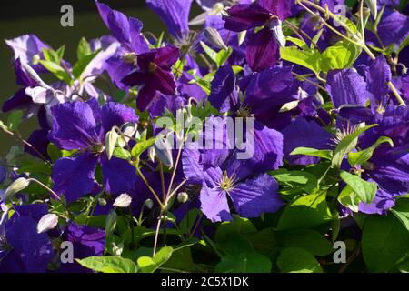 gros plan des magnifiques fleurs de clematis patens violets Banque D'Images