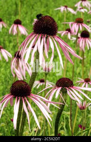 Echinacea pallida gros plan sur la fleur Banque D'Images