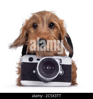 Adorable Wirehair Kanninchen Dachshund pup, portant un appareil photo jouet autour du cou. Regarder directement la caméra avec des yeux sombres et brillants. Isolé sur b blanc Banque D'Images