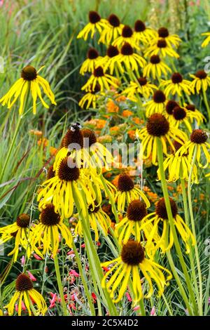 Echinacea paradoxa jaune coneflower juillet fleurs frontière de jardin Banque D'Images