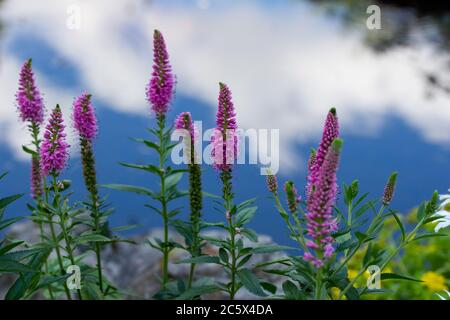 Vue rapprochée sur le paysage des nouvelles plantes de Salvia nemorosa rose qui poussent le long d'un jardin d'étang de roche ornemental ensoleillé, reflétant le ciel bleu Banque D'Images