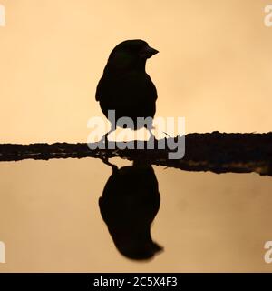 Silhouette de groenfinch européen (Chloris Chloris), réflexion masculine adulte à la piscine. Derbyshire, Royaume-Uni 2020 Banque D'Images