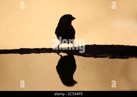 Silhouette de groenfinch européen (Chloris Chloris), réflexion masculine adulte à la piscine. Derbyshire, Royaume-Uni 2020 Banque D'Images
