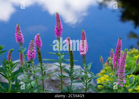 Vue rapprochée sur le paysage des nouvelles plantes de Salvia nemorosa rose qui poussent le long d'un jardin d'étang de roche ornemental ensoleillé, reflétant le ciel bleu Banque D'Images