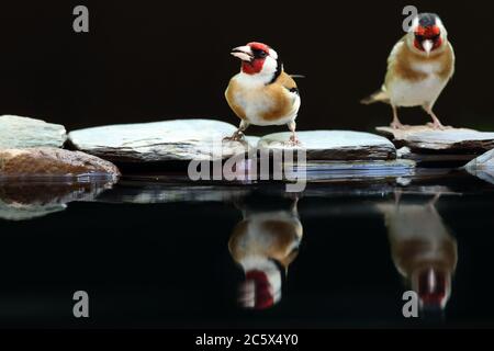 Reflet de la paire adulte européenne Goldfinch (Carduelis carduelis), montrant un plumage distinctif lors de la consommation à la piscine. Derbyshire, Royaume-Uni Printemps 2020 Banque D'Images