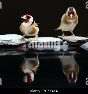 Reflet de la paire adulte européenne Goldfinch (Carduelis carduelis), montrant un plumage distinctif lors de la consommation à la piscine. Derbyshire, Royaume-Uni Printemps 2020 Banque D'Images