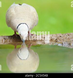 Dove à col eurasien (Streptopelia decaocto), réflexion en buvant de la piscine. Derbyshire, Royaume-Uni 2020 Banque D'Images