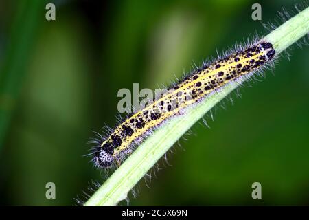 Chou blanc chenille larve de papillon pieris brassicae Banque D'Images